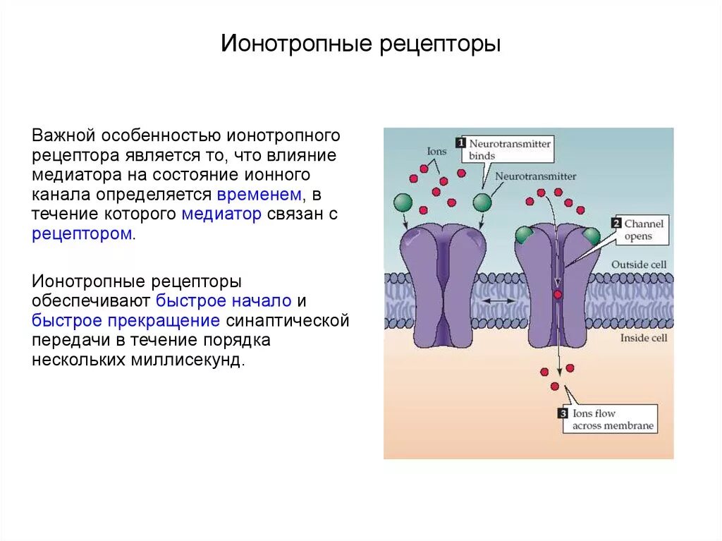 Строение ионотропного рецептора. Ионотропный Рецептор строение. Ионотропные мембранные рецепторы. Схема строения ионотропного рецептора.