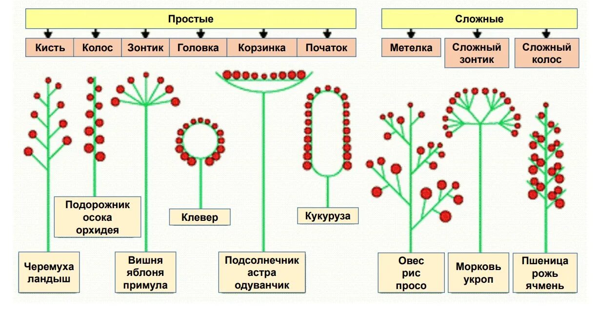 Схема простых и сложных. Схема классификации соцветий цветковых растений. схемы соцветий с примерами растений. соцветие классификация соцветий. схема соцветия растения биология 6 класс.