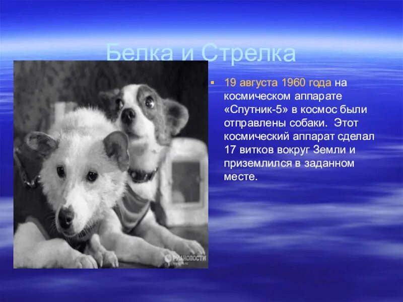 19 августа 1960. Спутник 5 белка и стрелка. Спутник 5 отправились белка и стрелка. Белка стрелка 17 витков.