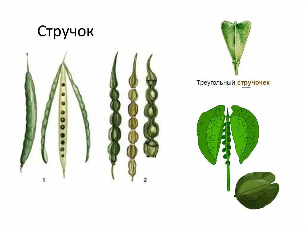 Чем стручок отличается от стручка. Семейство крестоцветные плод стручок. боб стручок стручочек. крестоцветные стручок и стручочек. строение стручка крестоцветных.