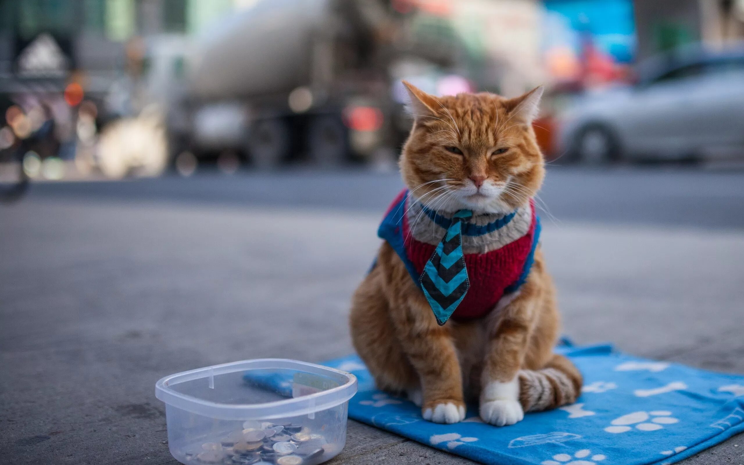 Уличные коты. Котик попрошайка. Попрошайка рыжий кот. Рыжий кот на улице. Hello street cat live