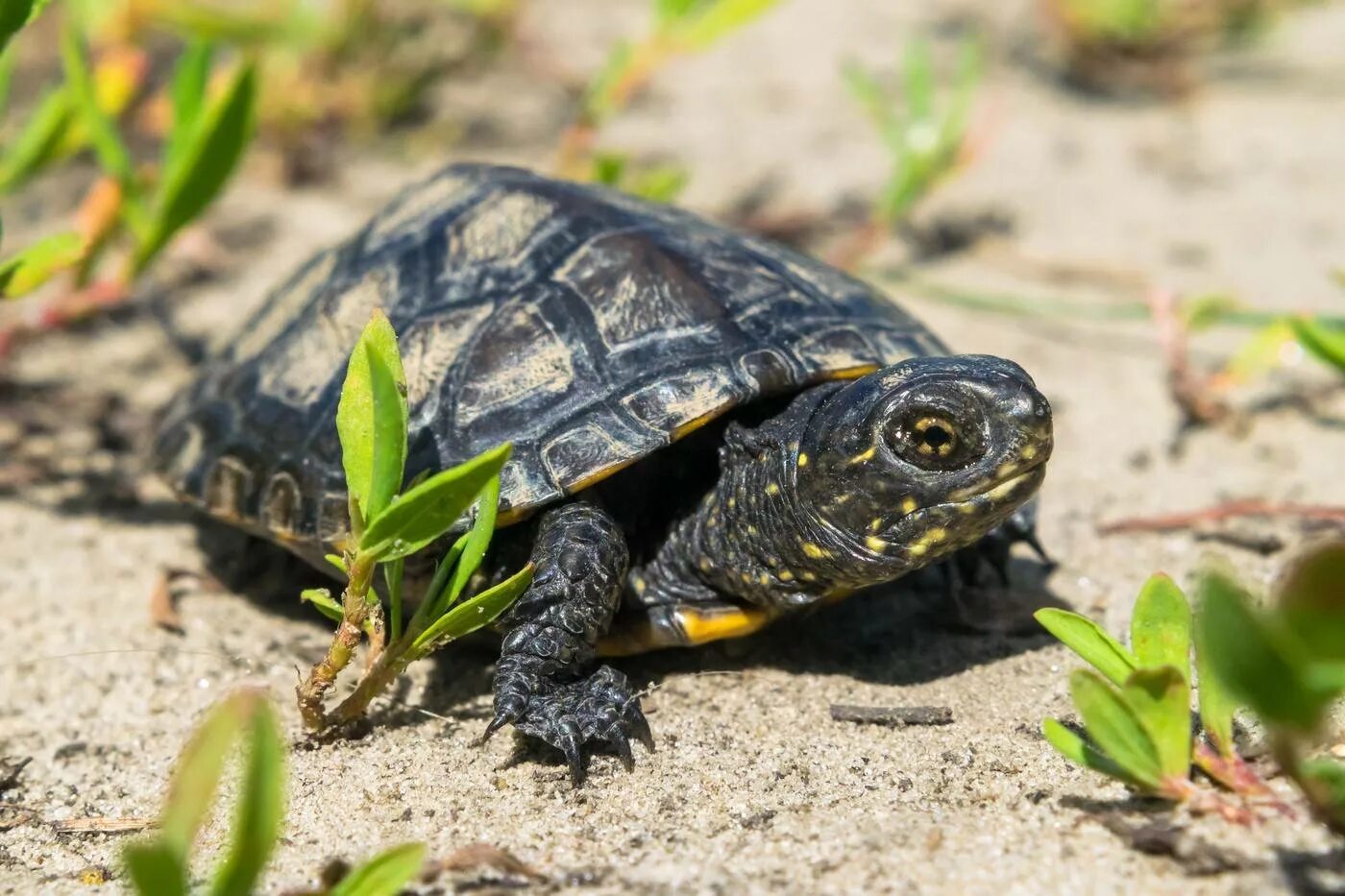 Образ черепахи