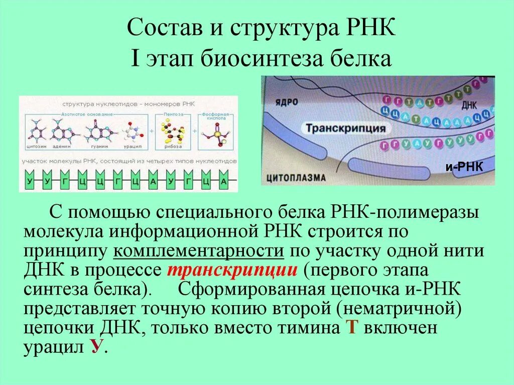 Транскрипция РНК полимераза. Транскрипция процесс биосинтеза. Процесс синтеза белков. Синтез РНК транскрипция.