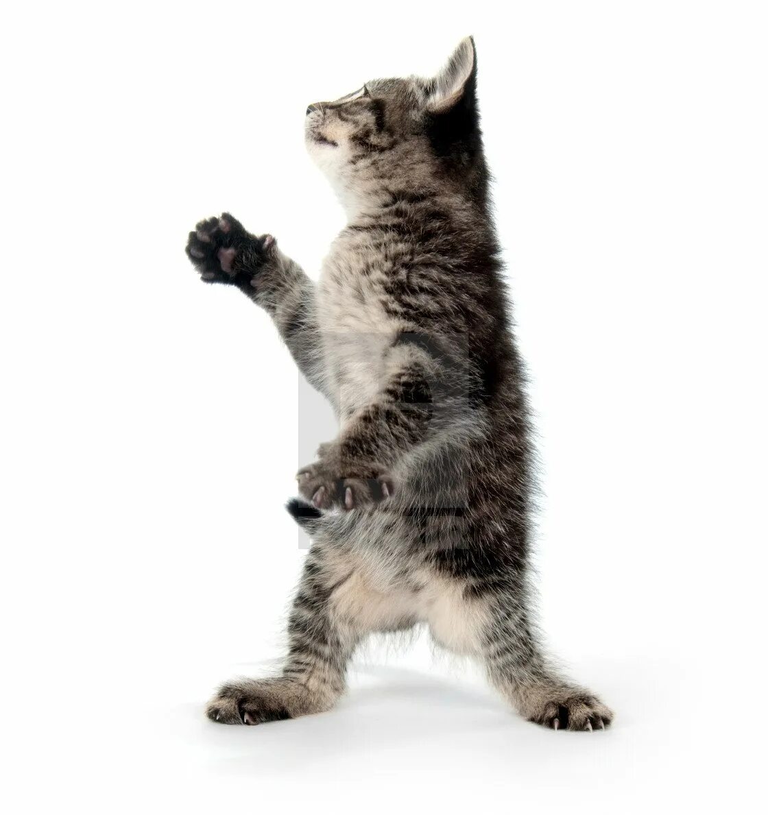 Котики в движении. Танцующий белый кот. Танцующий кот на белом фоне. Домашние животные в движении