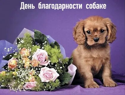 1 день собачек