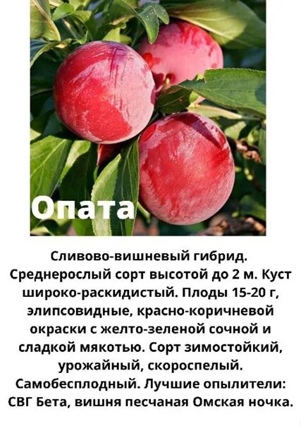 Омская ночка сливово вишневый гибрид описание. Сливово-вишневый гибрид Омская ночка. Сливово-вишневый гибрид Мейнор. Сливо вишневый гибрид Опата. Бета сливово-вишневый гибрид бета.