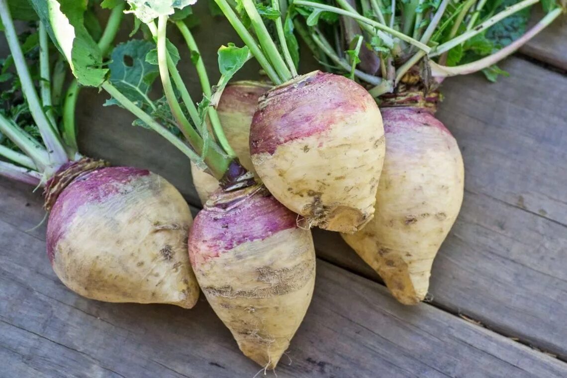 Лук репа горох свекла. Турнепс брюква. Брюква (Brassica napus). Турнепс (кормовая репа). Турнепс Остерзундомский.