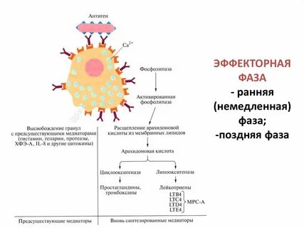 Эффекторные клетки