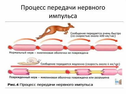 Передают нервные импульсы к рабочим органам