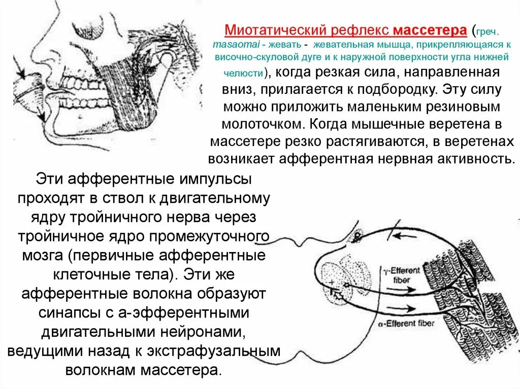 Иннервация и рефлексы. Схема рефлекса жевания физиология. Схема дуги миотатического рефлекса. Схема рефлекторной дуги жевания. Рефлекс жевания физиология.