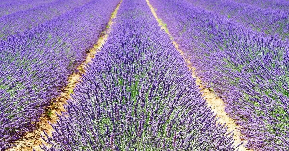 Лавандовые картинки. Лавандовое поле приднестровье. Lavandula. Цветы лаванда поле. Лавандовые поля в крымске.