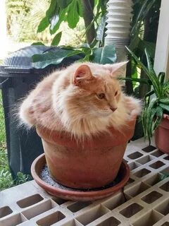 Cat plants