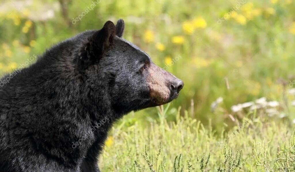 Bear side