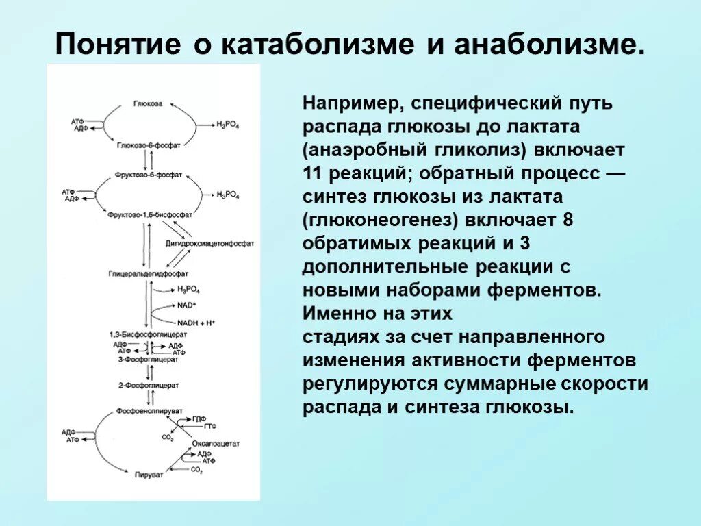 Фазы катаболизма этапы унификации субстратов окисления. Катаболизм хромопротеидов. катаболизм глюкозы биохимия. понятие анаболизма и катаболизма. анаболические и катаболические процессы биохимия.