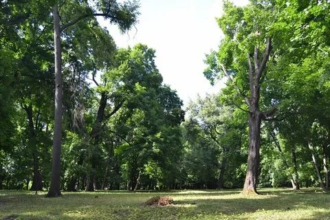 Ахлебиновскую рощу