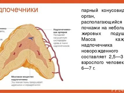 Размеры правого надпочечника
