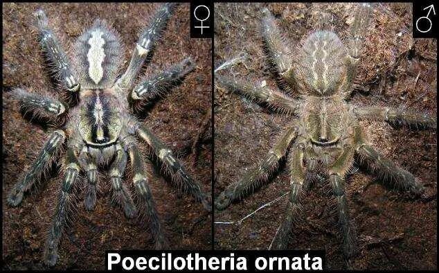 Как определить пол паука птицееда. Poecilotheria ornata самка. пецилотерия орната самка. самка и самец паука птицееда. паук poecilotheria ornata нимфа.