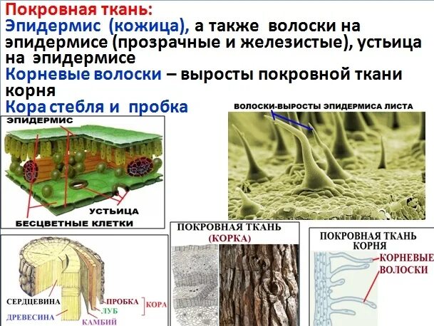 Покровная ткань биология 6 класс впр. Покровная ткань растений устьица. Выросты покровной ткани растений. Покровная ткань корневой волосок. Покровная ткань растений эпидермис.