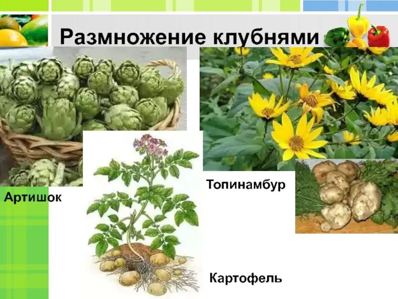 Размножение с помощью клубня. Вегетативное размножение клубнями. топинамбур размножение клубнями. растения размножающиеся клубнями. размножение клубнями примеры растений.