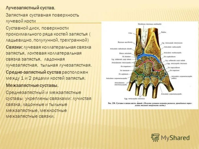 соединения костей кисти суставы. лучевая кость с лучезапястным суставом анатомия. связки лучезапястного сустава анатомия. лучезапястный сустав анатомия строение. лучезапястный сустав образуют кости.
