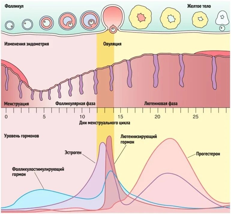 Правильный цикл. Схема менструационного цикла. Фазы менструационного цикла 2 фаза. Фазы овариально менструального цикла. Фазы овариально менструационного цикла.