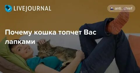 Почему кошки топчут