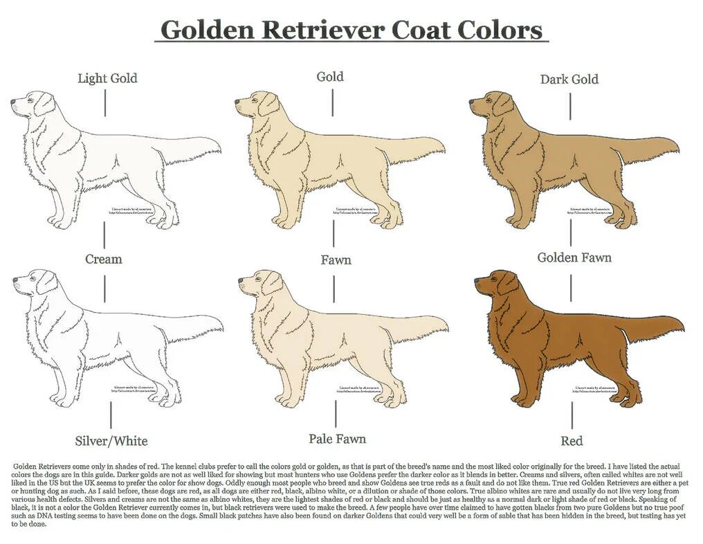 Голден ретривер окрасы. Стандарт породы золотистый (Голден) ретривер. Лабрадор Голден ретривер. Типы окрасов золотистых ретриверов.