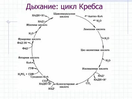 Цикл кребса названия