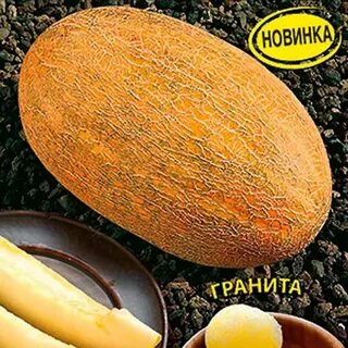 Дыня солнечная