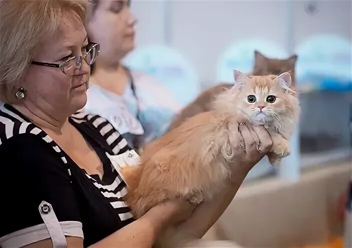 Клуб любителей кошек. Клуб кошек Фаворит. Кошки Кемерово. Любители кошек в Саранске.