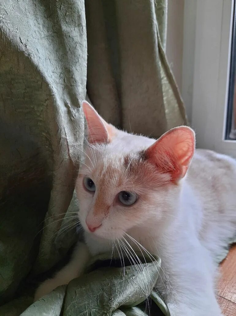 Свекровь ревнует сына к невестке. Анекдоты про сноху и свекровь. Свекровь и невестка цитаты. Кошка онфагром. Женщины такие женщины.