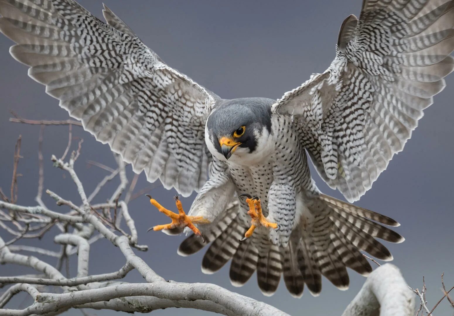 Сапсан птица. Сокол Сапсан птица. Сокол Сапсан фото. Сокол Сапсан зимой. Fastest bird