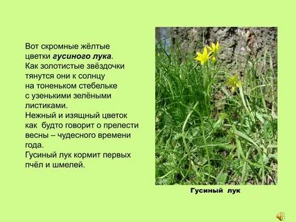 Кладовые у раннецветущих растений