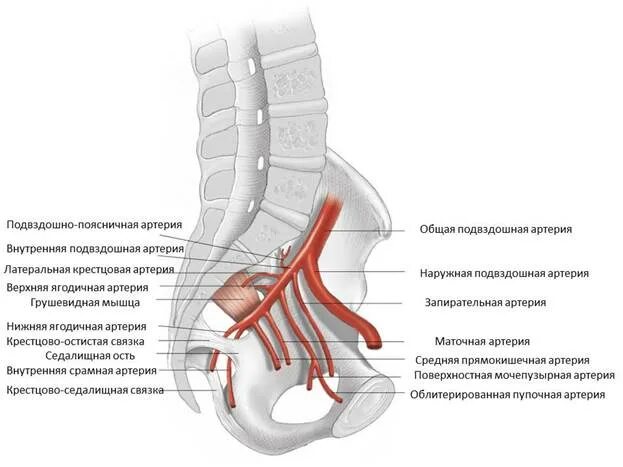 Внутренняя подвздошная артерия схема. Ветви внутренней подвздошной артерии схема. Внутренняя и наружная подвздошная артерия схема. Париетальные ветви внутренней подвздошной артерии.