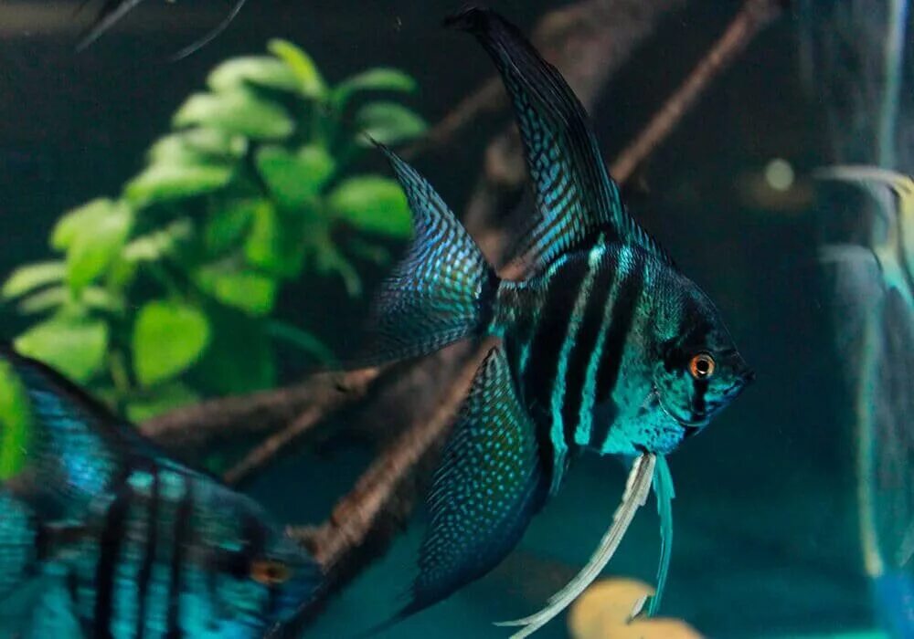 Скалярия параиба фантом. Скалярия пиной клоун. Скалярия параиба. Скалярия пиной зебра. Скалярия смоки.