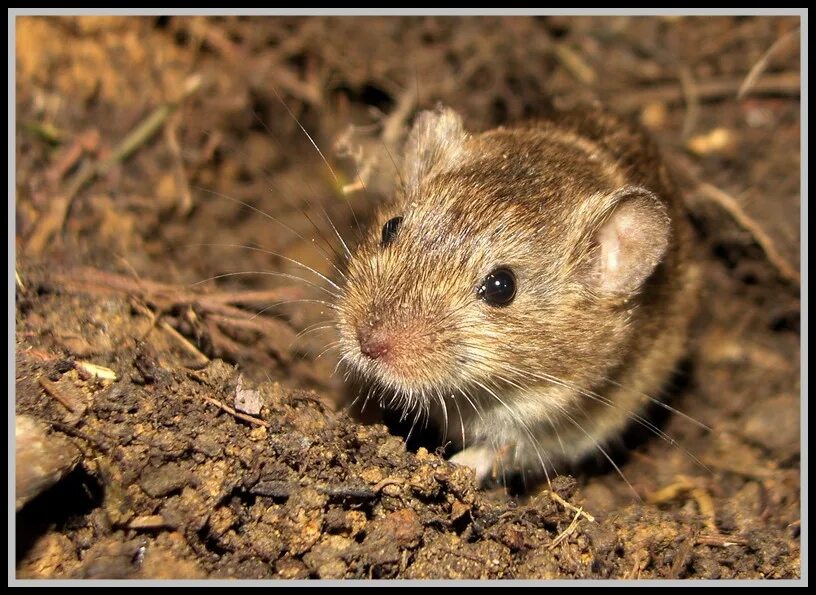 Мышевидный хомяк. Степная мышь. Сирийская мышь. Грызуны в почве мыши. Хомяки полевки