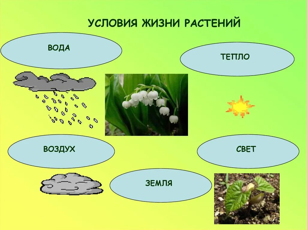 Условия для жизни живых организмов. Условия жизни растений. Растениям для жизни необходимы. Условия необходимые для жизни растений. Условия для жизни растений 1 класс.