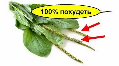Четверг двухэтажный подорожник