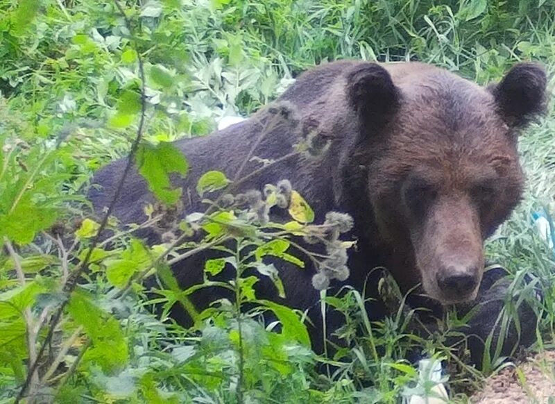 Камчатский бурый медведь 5 класс. Опиши Камчатского бурого медведя. Сообщение про Камчатского бурого медведя. Русский язык описание камчатского бурого медведя