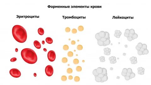 Лейкоциты эритроциты что это