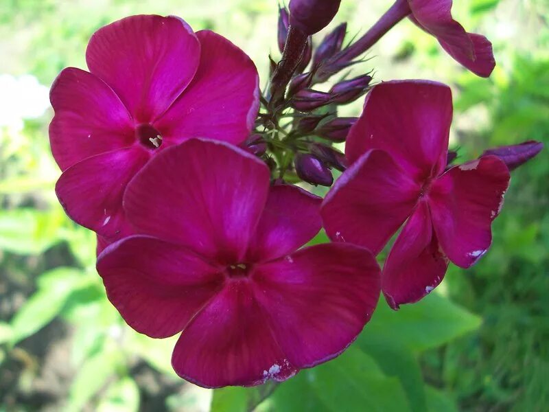 флокс наяда. флокс малиновое вино. флокс вишневое вино. флокс огонек гаганова. флокс метельчатый граф вишня.