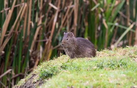 Cavia aperea 108628160.jpg. 