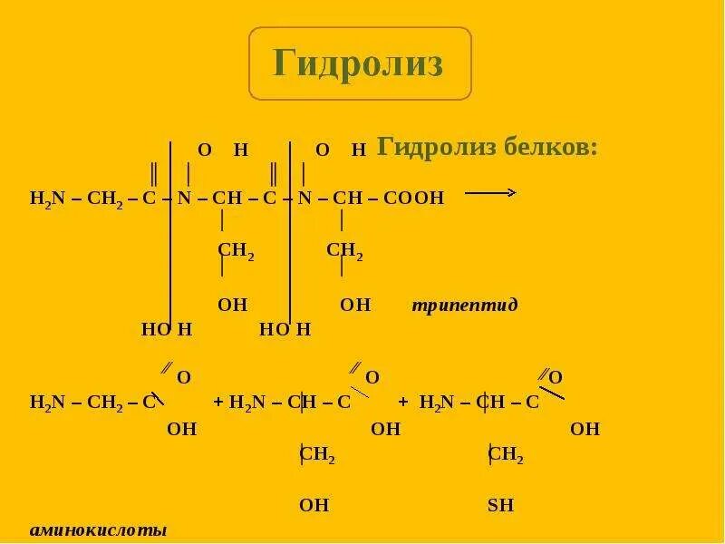 Гидролиз белков происходит. Схема реакции гидролиза белка. Гидролиз ГТФ реакция. Общая схема гидролиза белка. Кислотный гидролиз белков.