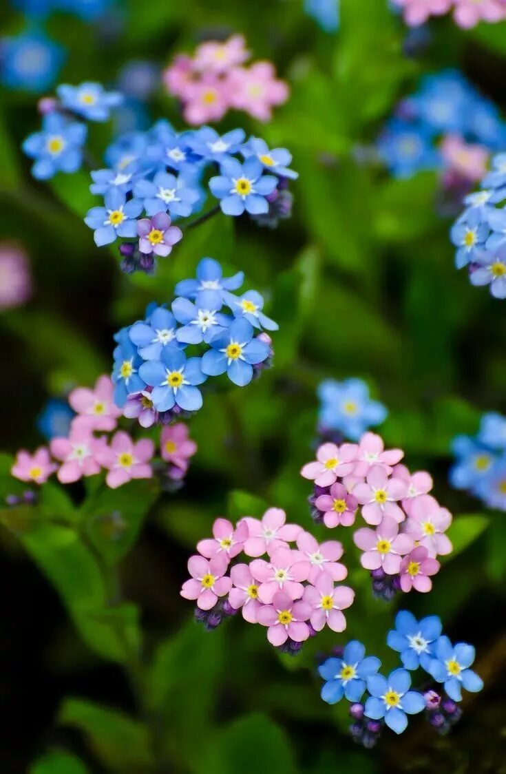 Незабудка название. Незабудка Полевая (Myosotis arvensis). Незабудка Альпийская. Незабудка Лесная Myosotis sylvatica. Незабудка Myosotis Myomark.