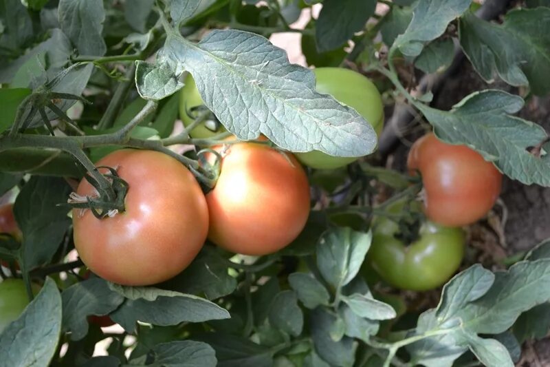 Томат ажур f1. Томат эфемер. Сорт помидор купчиха. Томат ажур седек. Томат ажур урожайность.