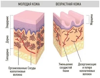 3 отдела кожи