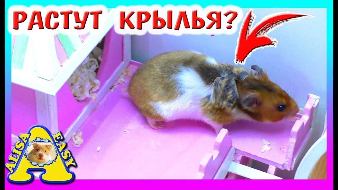 Easy pets. Канал Алиса ИЗИ петс. Алиса хомяк. Контейнер с хомяком Алиса ищи Петц. Алиса Хомки Алиса.