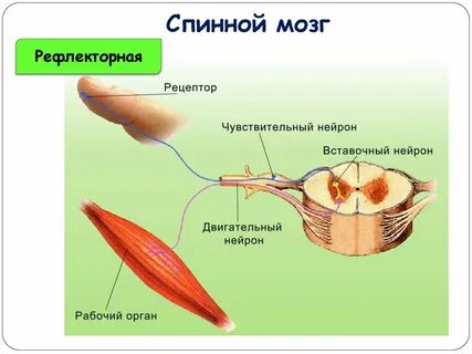 Функции нейронов чувствительный двигательный вставочный