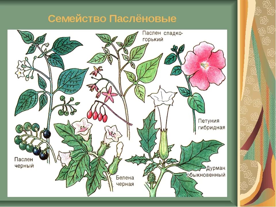 Пасленовые: представители семейства, виды и список пасленовых растений