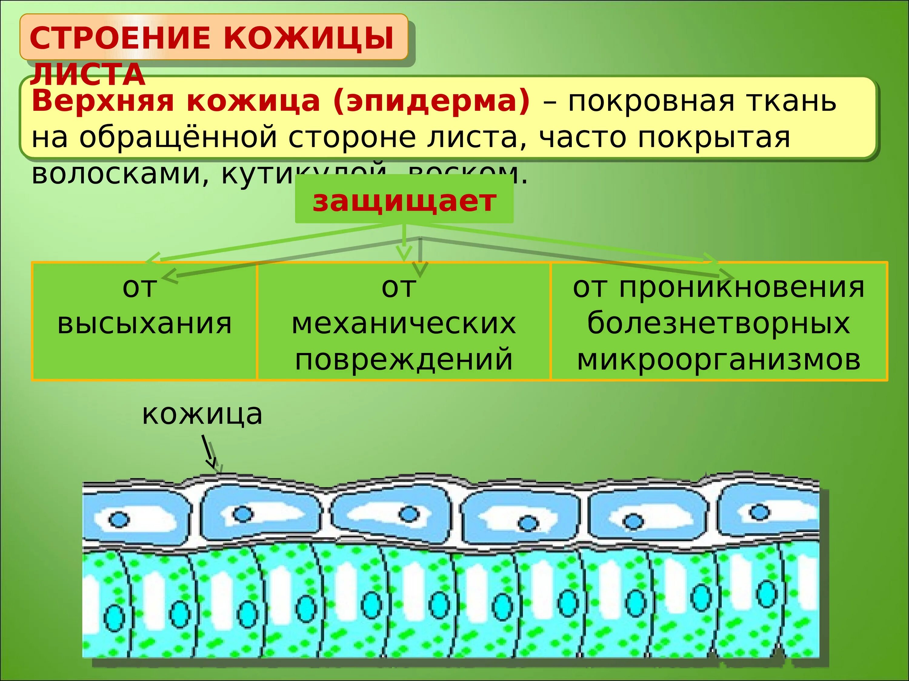 Строение кожицы покровной ткани. Строение клетки покровной ткани растений. Строение кожицы листа эпидермы. Покровная ткань кожица листа.